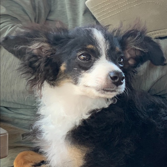 Meet your Posher, Tami - Picture 1 of 1